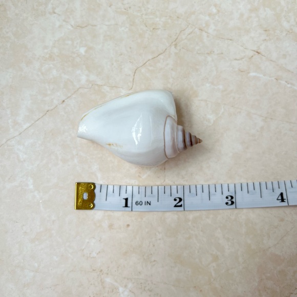 Seashell brooches (2) - Picture 7 of 8